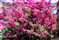 CrabAppleTree.JPG (44693 bytes)